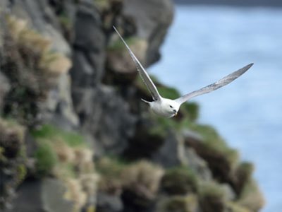 Máy ảnh Nikon Di.Camera D810 giá tốt ưu đãi tại Nguyễn Kim