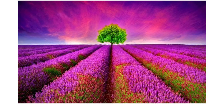 So s&aacute;nh k&iacute;ch thước Canon EOS 100D v&agrave; Canon EOS 700D