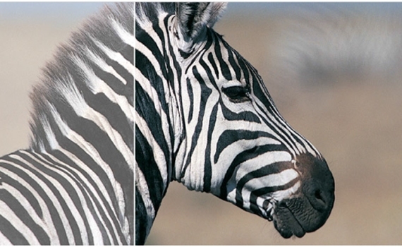 Màn hình vi tính Philips 257E7QDSW độ tương phản cao