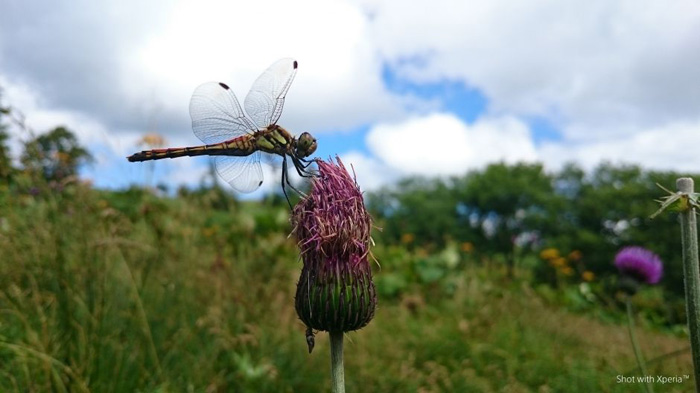 Điện thoại Sony Xperia Z3 m&agrave;u đồng trang bị cảm biến Exmor RS