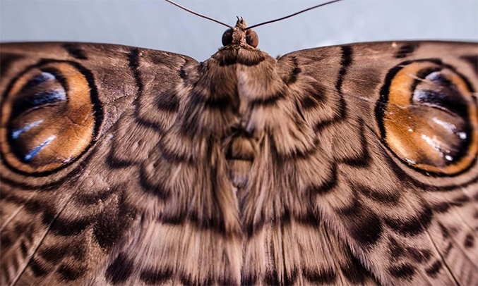 Ống kính Nikon AF-S DX 35/1.8G nhỏ gọn