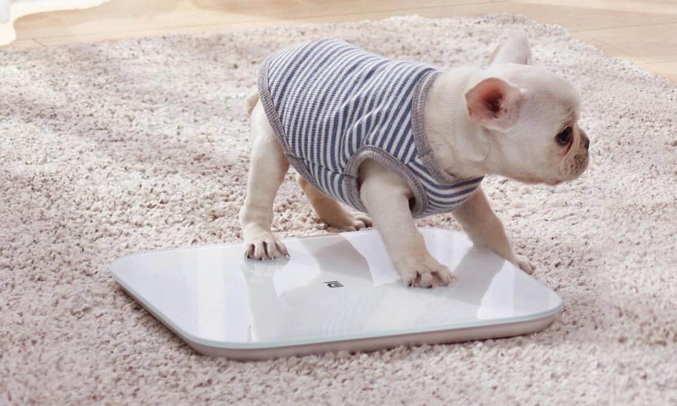 Cân sức khỏe Xiaomi Mi Body Composition Scale 2 NUN4056GL