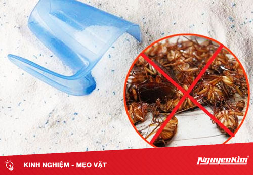 Diệt gián bằng bột giặt