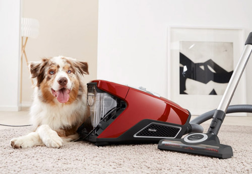 Sinh vật này có thể đang ẩn náu trong thảm nhà bạn!