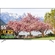 android-tivi-tcl-4k-55-inch-l55p715-1