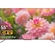 android-qled-tivi-tcl-4k-55-inch-l55c715-1